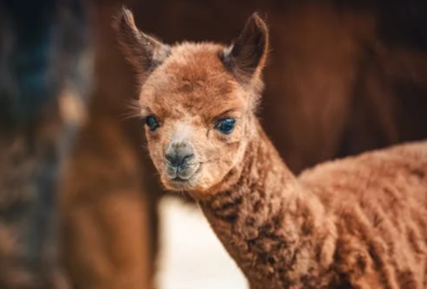 速盈配资 南通动物园羊驼被喂到躺地？园方回应了