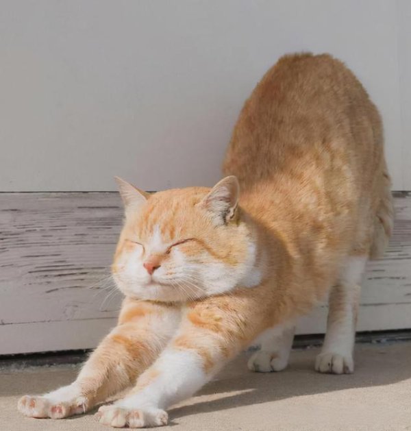 牛客栈策略 “好打架猫”怎么治？猫咪的攻击性其实能缓解